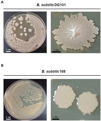 Frontiers | Probiotic properties of Bacillus subtilis DG101